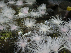 ���ʂɕ����ԃT�K���o�i