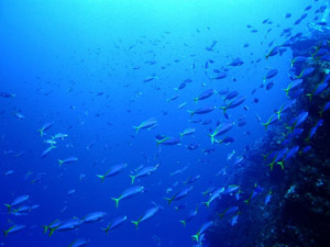 ���̍��ƃE���C�����h�L