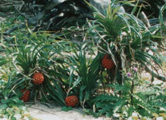 ���ߤΥ�����