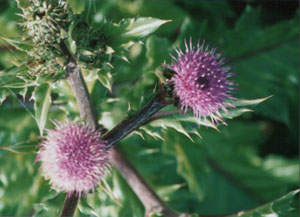 �礭�ʥ�����