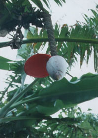 ���䤫���֤�����Ū