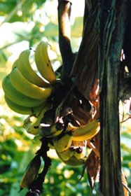 ��̣������