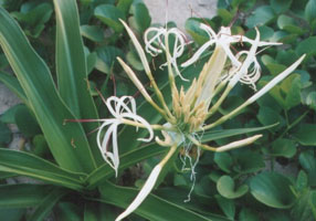 ���ߤ򸫤Ƥߤ�