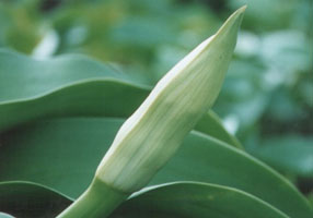 ���ˤ�֤��Ҥ餭����