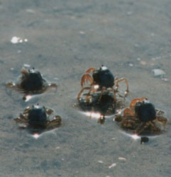 �����ʥ��ˤ���