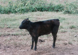 �İ����ҵ�