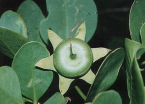 �֤��餤�����Ȥμ�