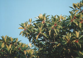 �󤯤��鸫�����ҥ륮