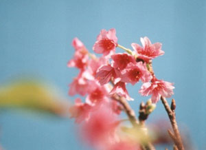 �İ����ԥ󥯤β�