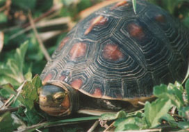 �ޡ��뤯�Ʋİ���