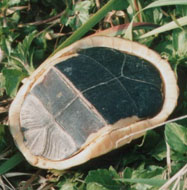 �Ԥä���̩��