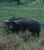 �ܤä��ο��