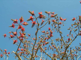 �f�C�S�̋G��